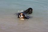 CAVALIER KING CHARLES 645